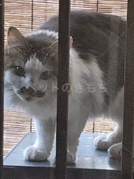 保護猫の画像
