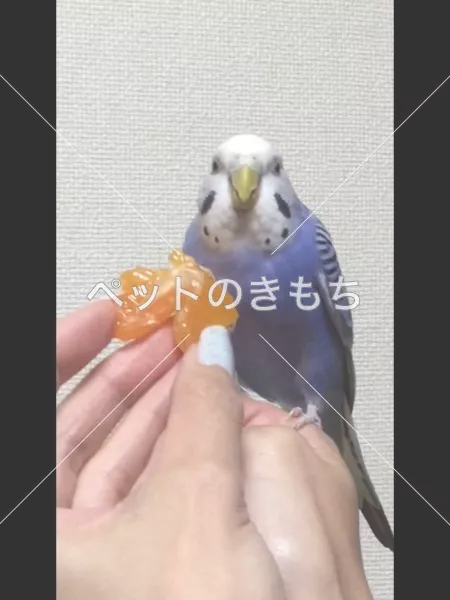 迷子鳥の画像