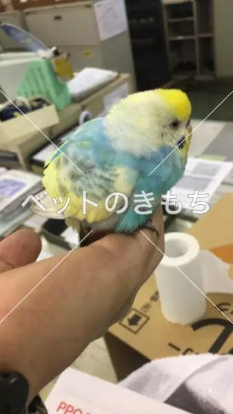 コメント投稿の画像