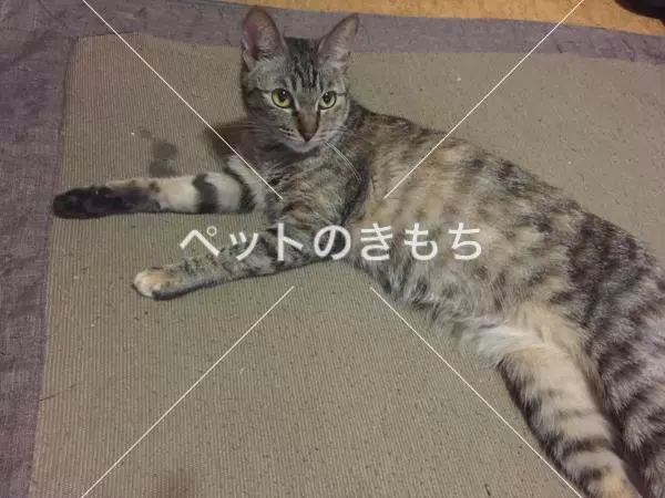 迷子猫の画像