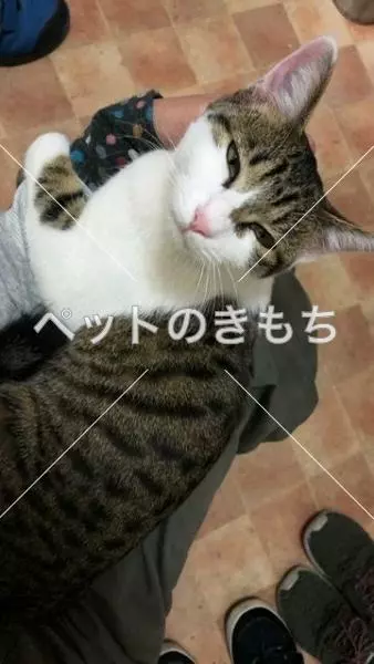 保護猫の画像