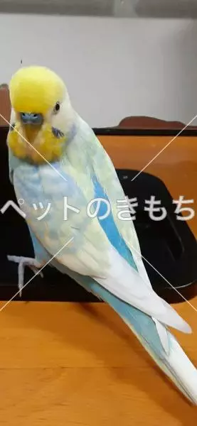 迷子鳥の画像