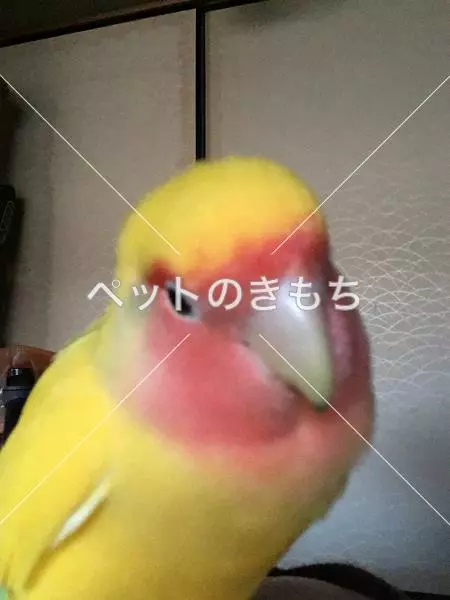迷子鳥の画像