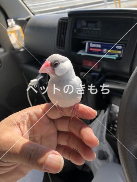 保護鳥の写真
