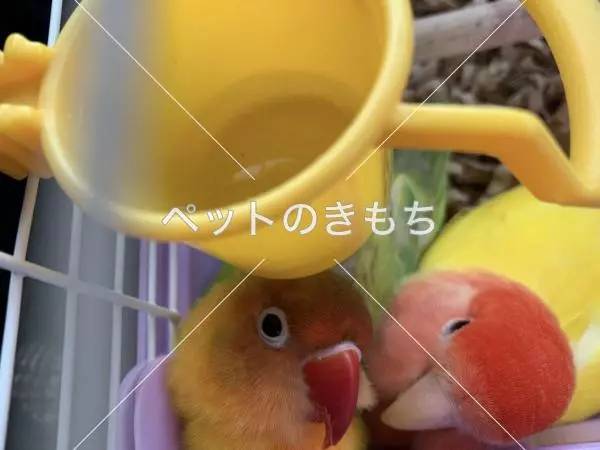 迷子鳥の画像