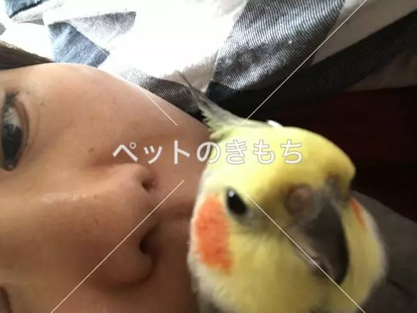 コメント投稿の画像