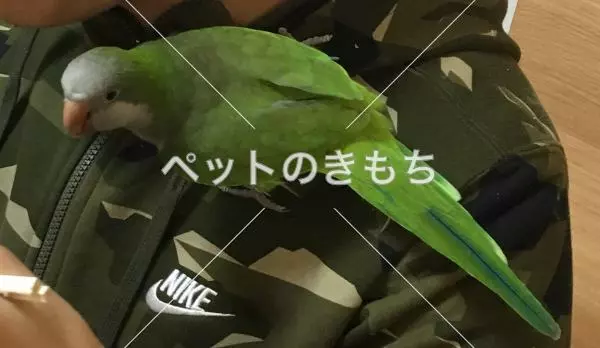 迷子鳥の画像
