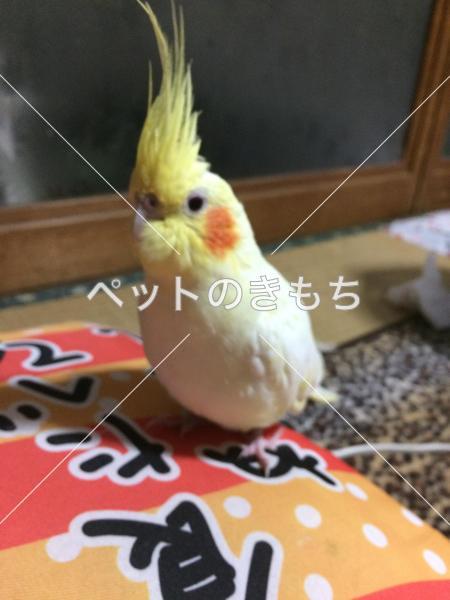迷い鳥の写真