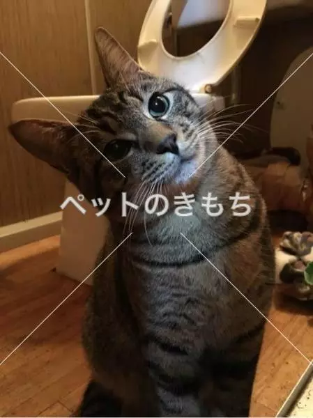 迷子猫の画像