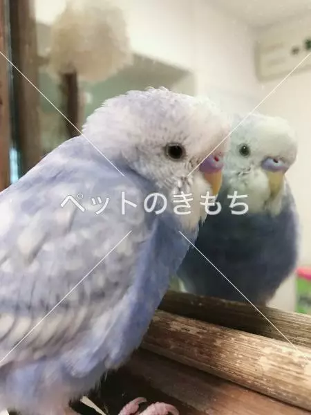 迷子鳥の画像