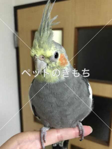 迷子鳥の画像