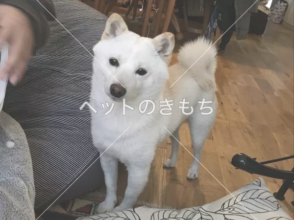 迷子犬の画像