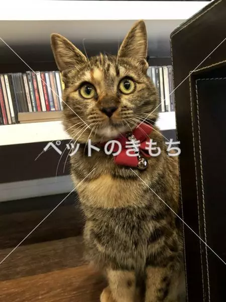 迷子猫の画像