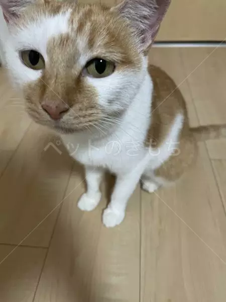 保護猫の画像