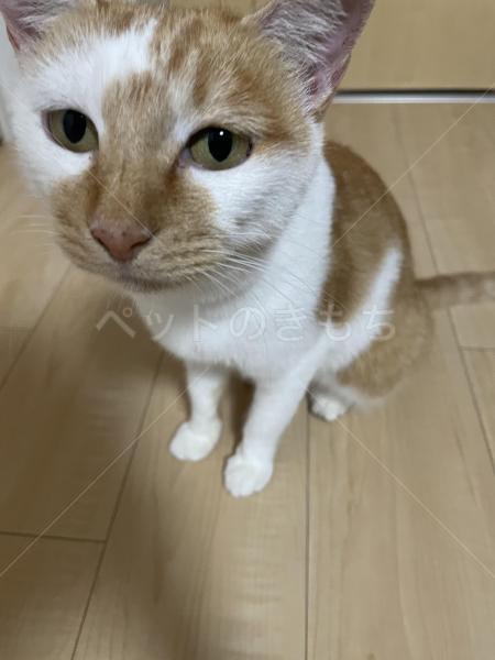 保護猫の写真