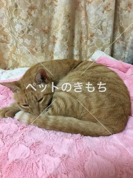 迷子猫の画像
