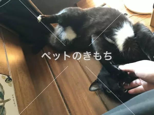 保護猫の画像