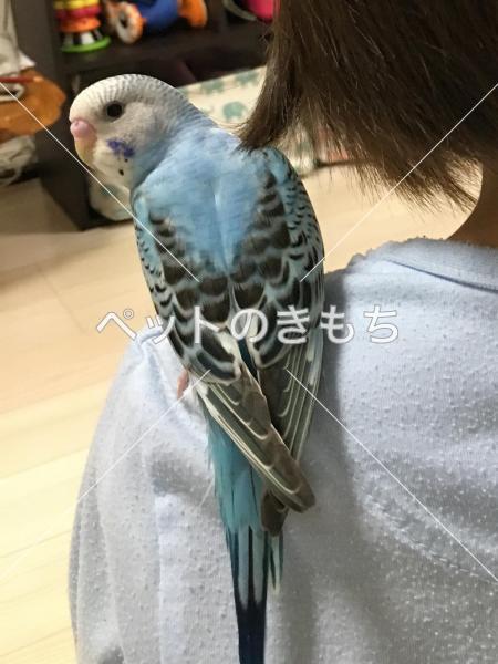 迷い鳥の写真
