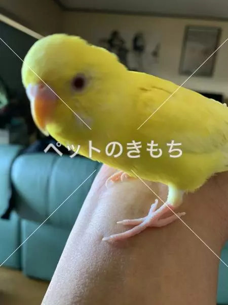 迷子鳥の画像
