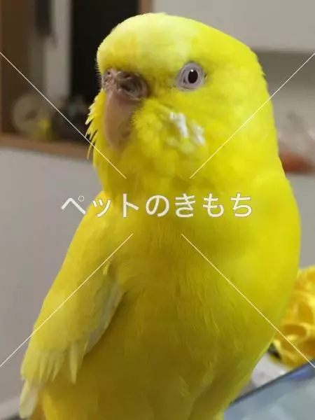 迷子鳥の画像