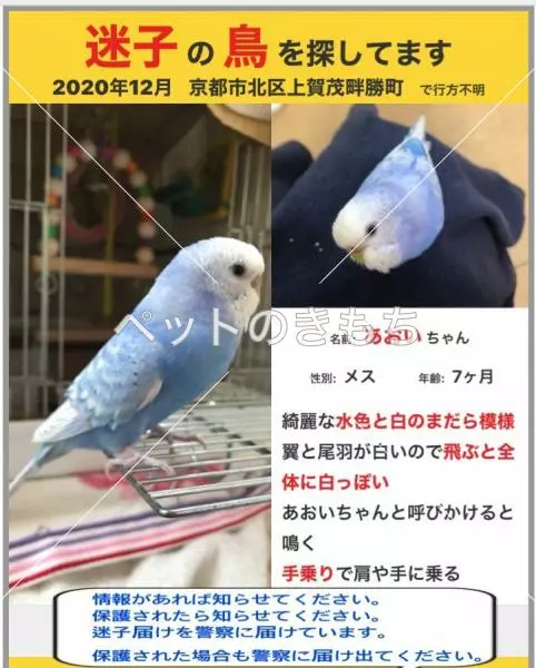 迷子鳥の画像
