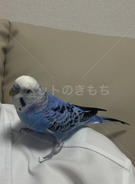 迷子鳥の画像