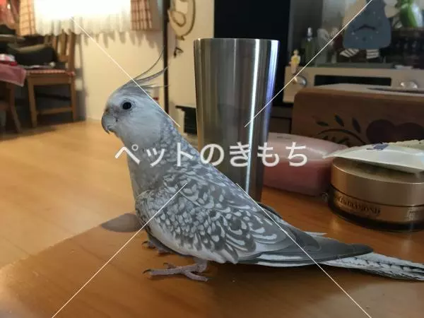 迷子鳥の画像