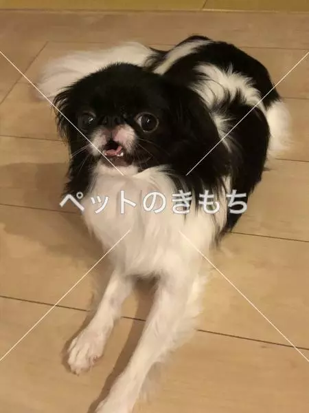 迷子犬の画像