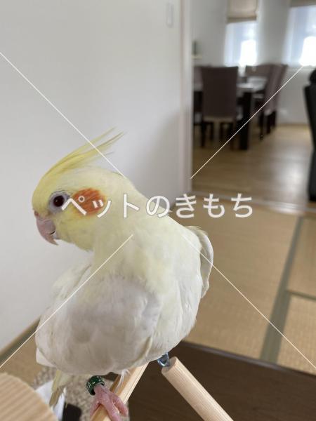 迷子鳥の画像