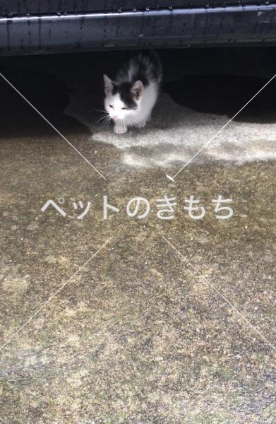 保護猫の画像