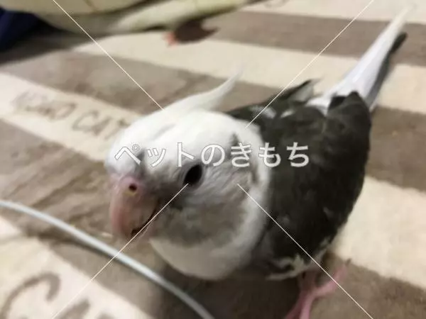 迷子鳥の画像
