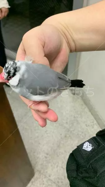 コメントの画像