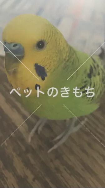迷子鳥の画像