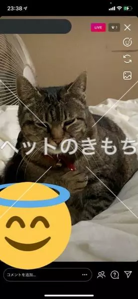 迷子猫の画像