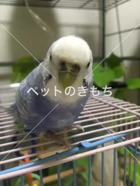 迷子鳥の画像
