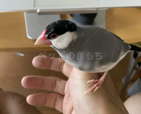迷子鳥の画像