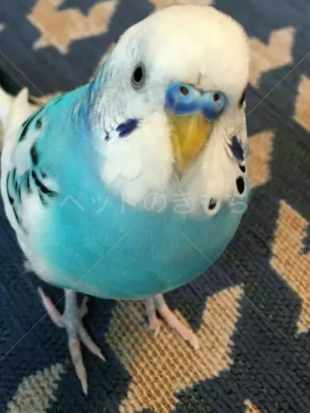 コメントの画像