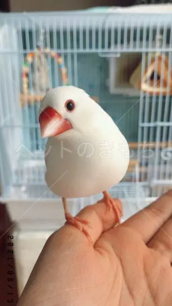 迷子鳥の画像