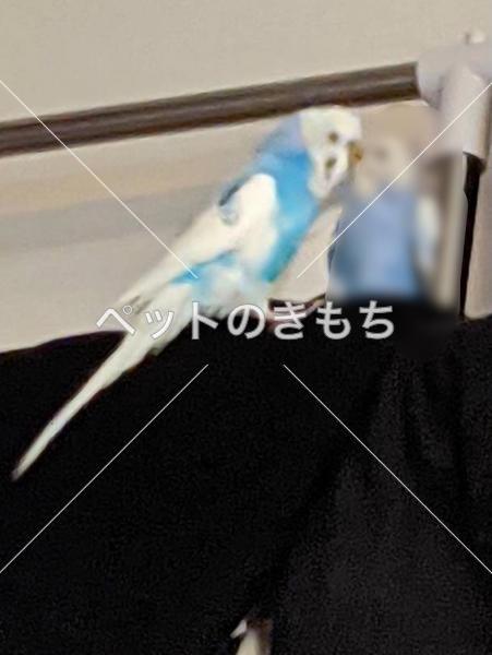 迷子鳥の画像