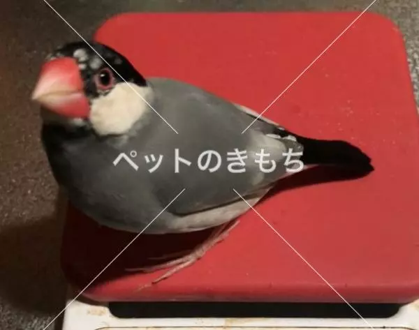 迷子鳥の画像