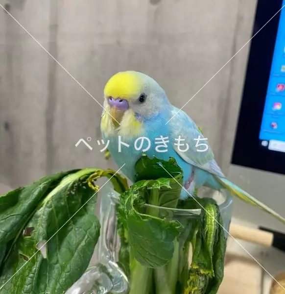 迷子鳥の画像