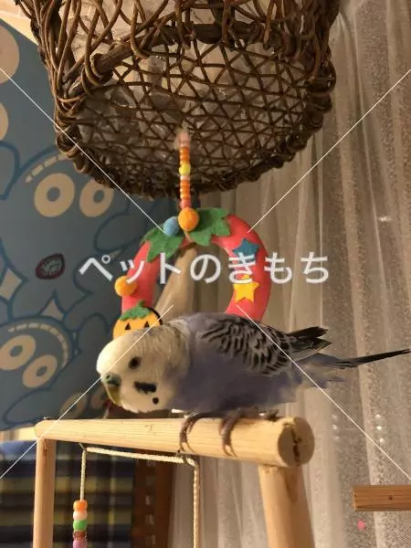 保護鳥の画像