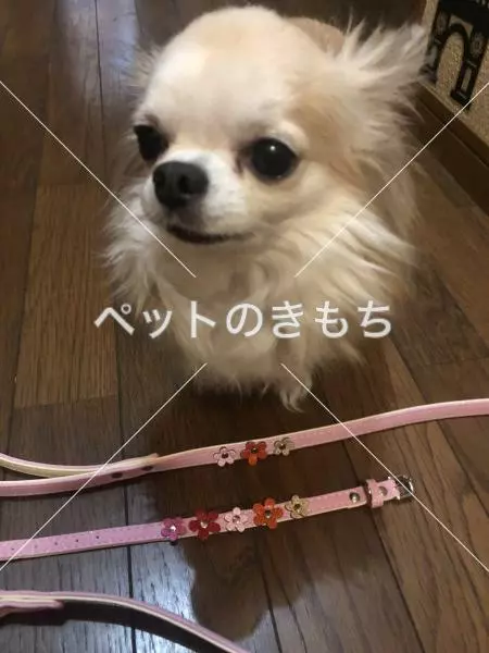 迷子犬の画像