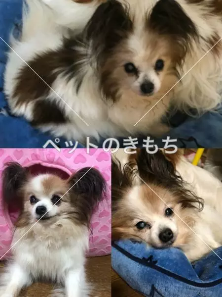 迷子犬の画像