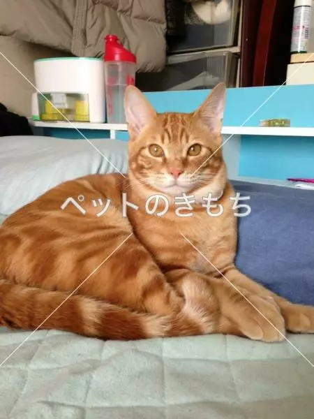迷子猫の画像