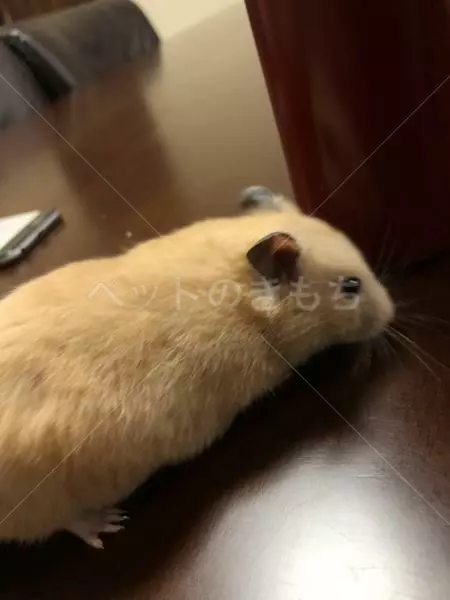 迷子ペットの画像