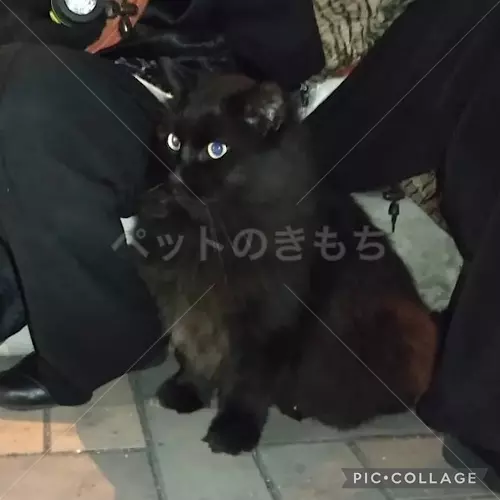 迷子猫の画像