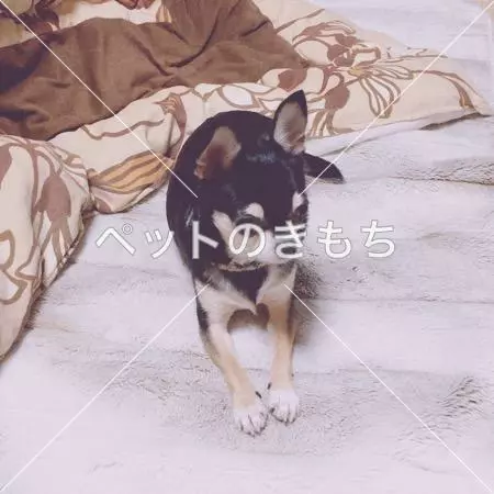 迷子犬の画像