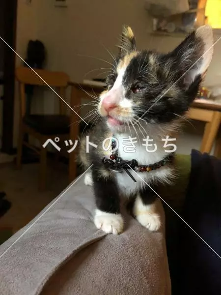 保護猫の画像
