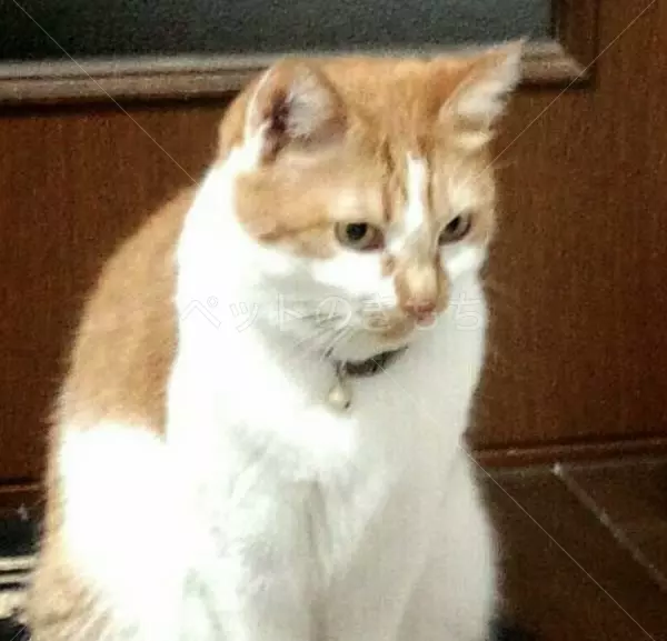 迷子猫の画像